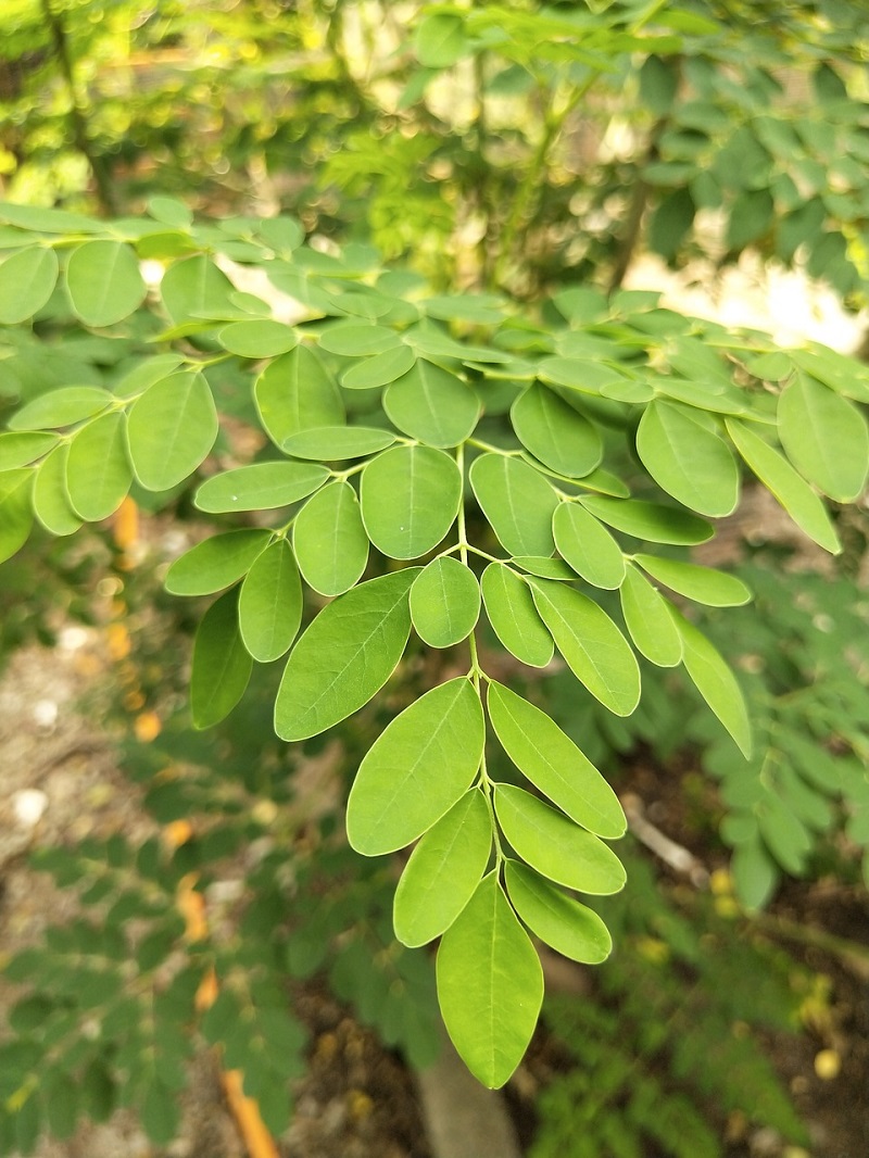 manfaat daun kelor manfaat daun kelor