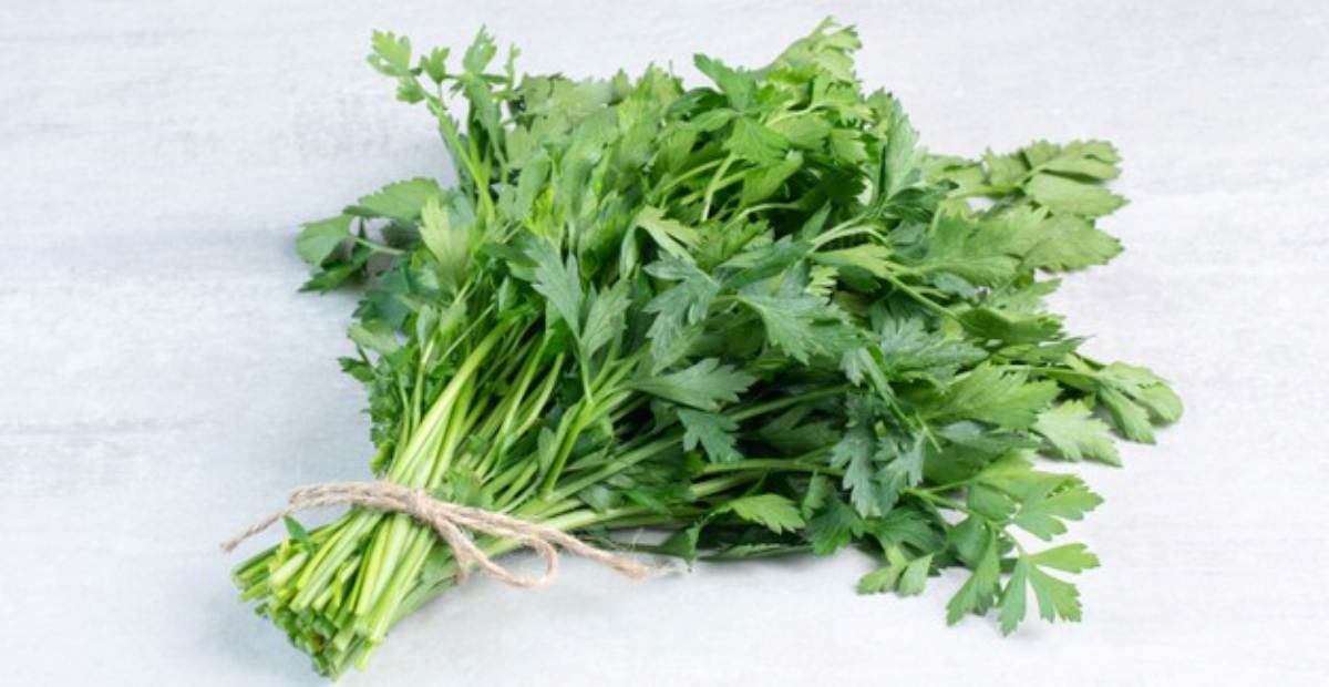 khasiat-daun-ketumbar khasiat-daun-ketumbar