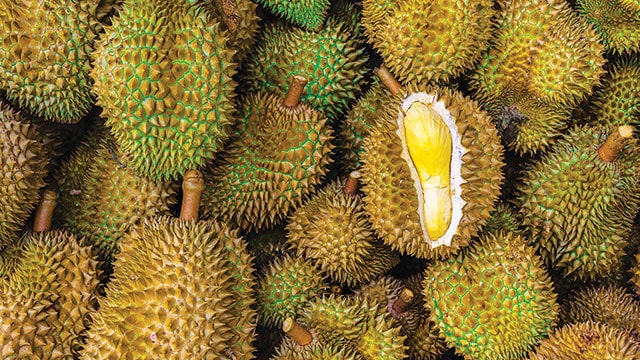 durian j-queen mahal macam macam durian