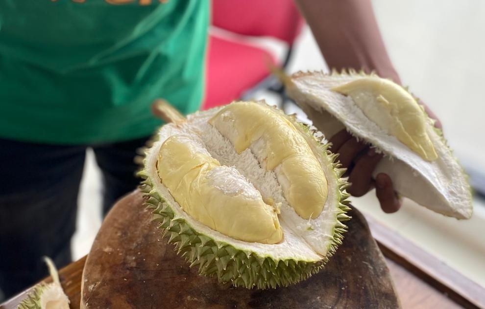 durian tai babi durian mahal durian tai babi