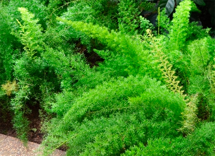 tanaman-hias-ekor-tupai tanaman-hias-ekor-tupai