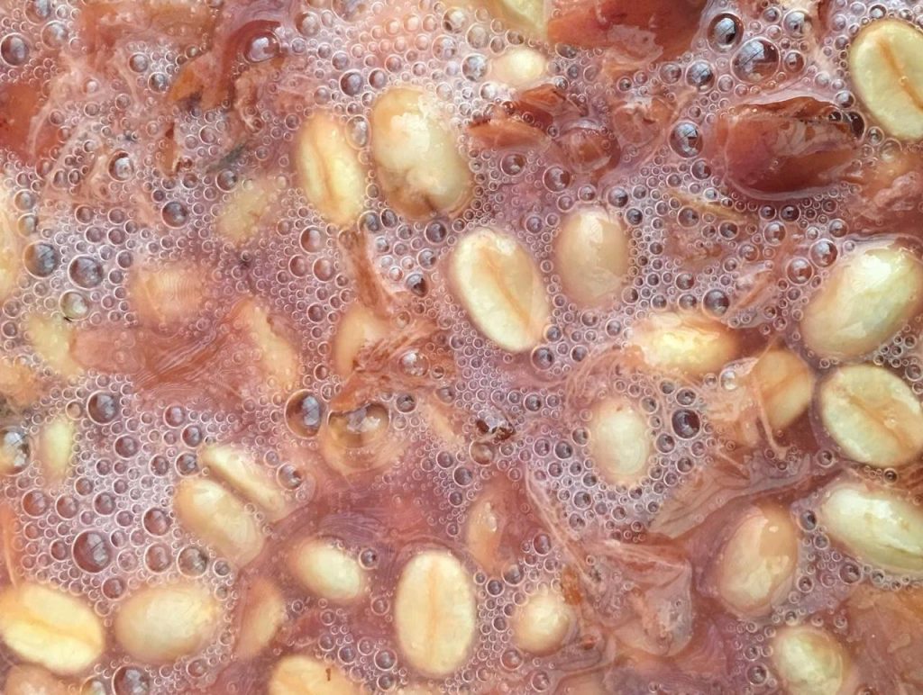 fermentasi biji kopi fermentasi biji kopi