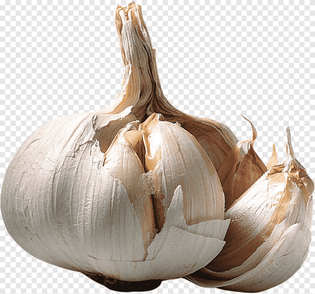 gambar bawang putih gambar bawang putih