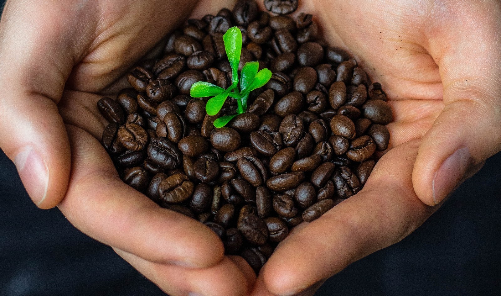 gambar biji kopi gambar biji kopi