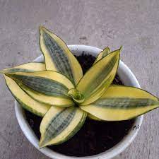 Tanaman Lidah Mertua Jenis Sansevieria Golden Hannii Tanaman Lidah Mertua Jenis Sansevieria Golden Hannii