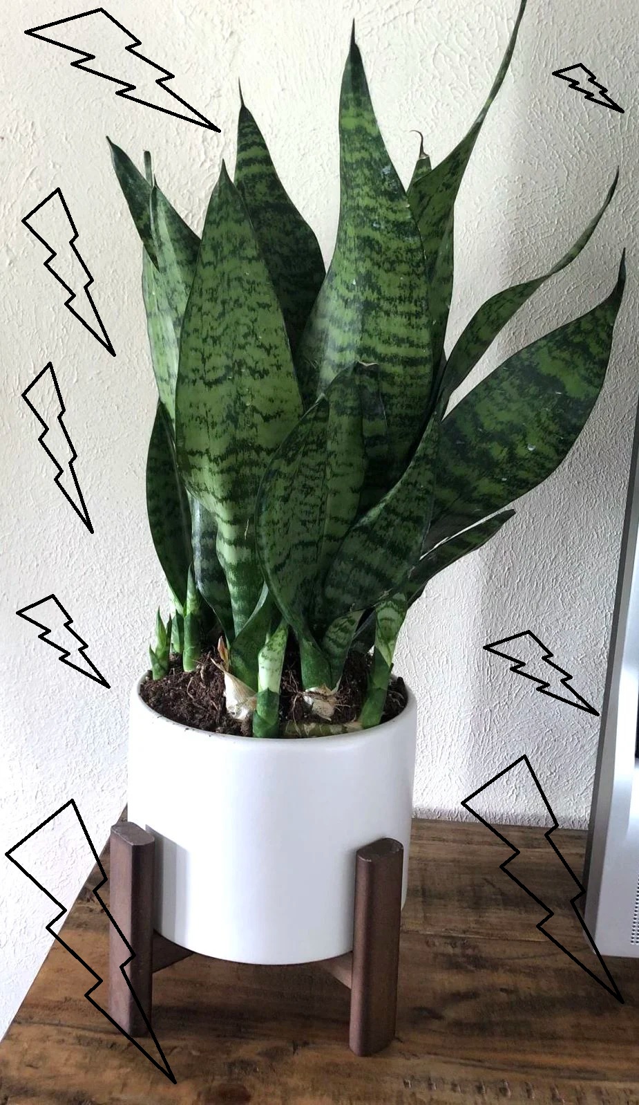 Gambar Lidah Mertua - Sansevieria Futura Robusta Gambar Lidah Mertua : Sansevieria Futura Robusta
