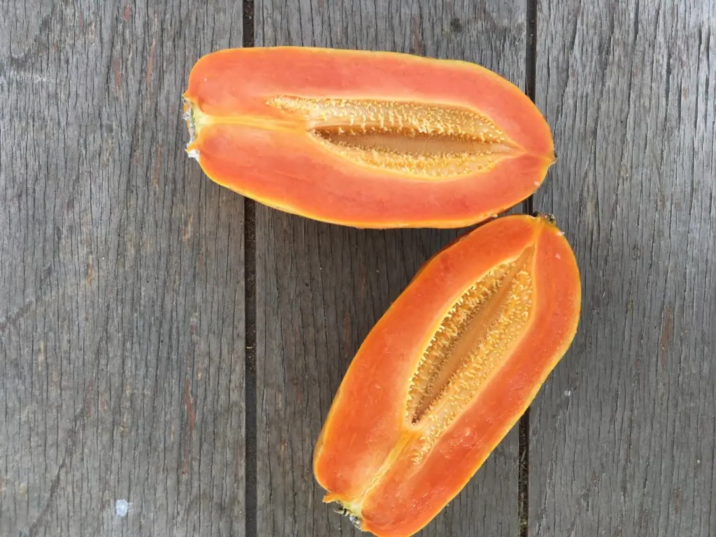 gambar pepaya kamiya gambar pepaya kamiya