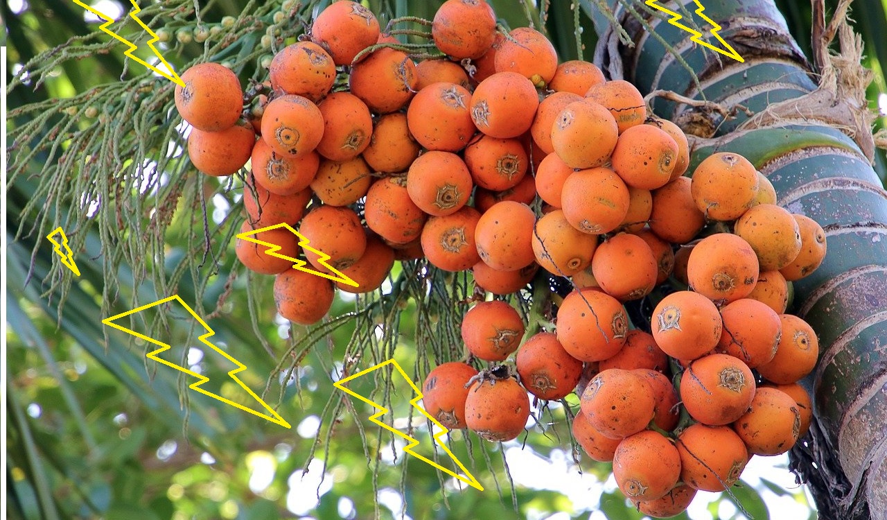 buah pinang betara buah pinang betara
