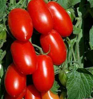 tomat buah atau sayur