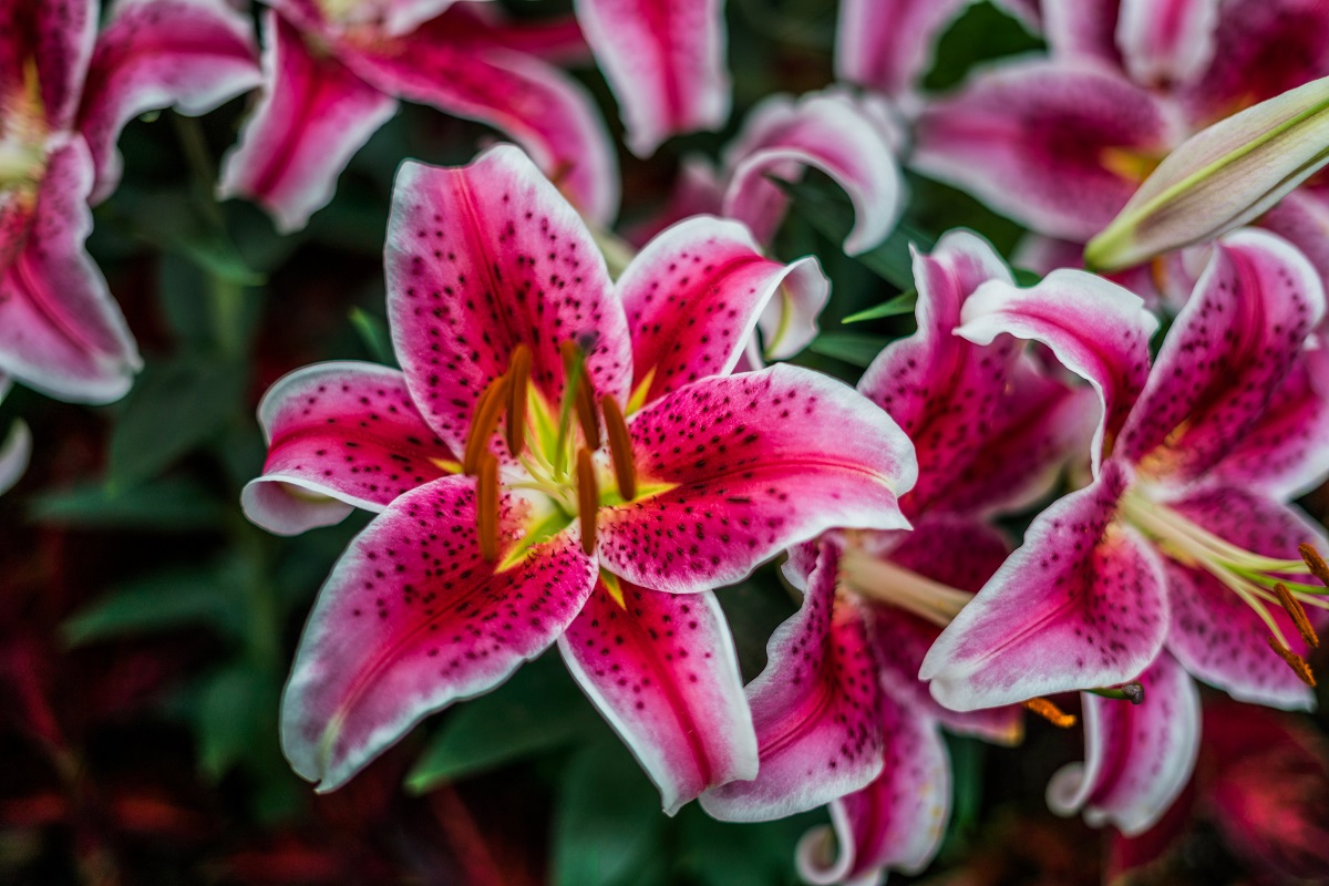 gambar bunga lily : stargazer lily gambar bunga lily : stargazer lily