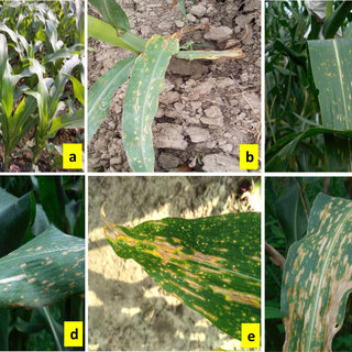 gejala penyakit bercak daun gejala penyakit bercak daun