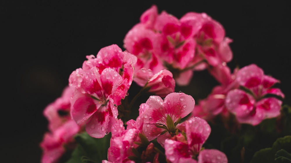 manfaat bunga geranium manfaat bunga geranium