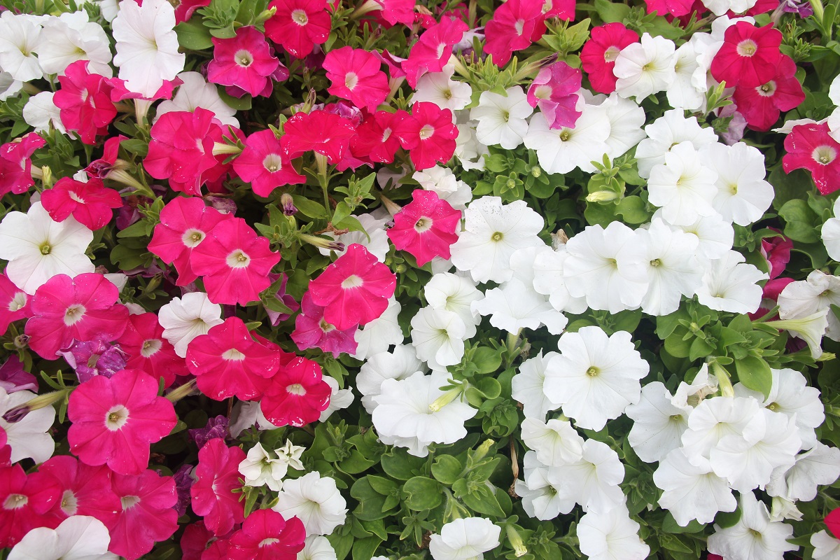 bunga-geranium bunga-geranium