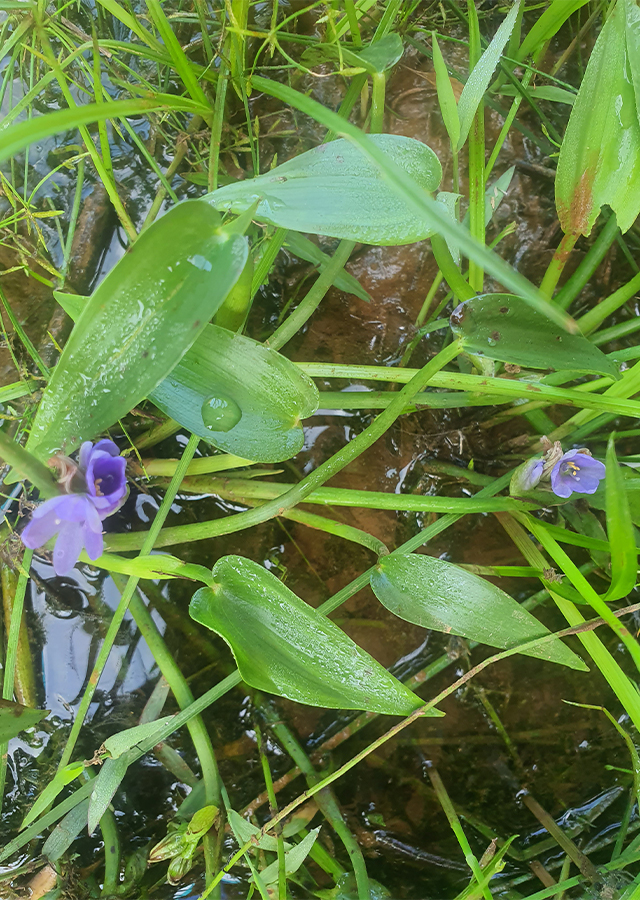 gulma berdaun lebar