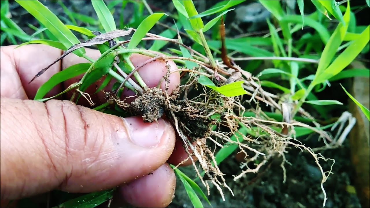 jenis gulma rumput