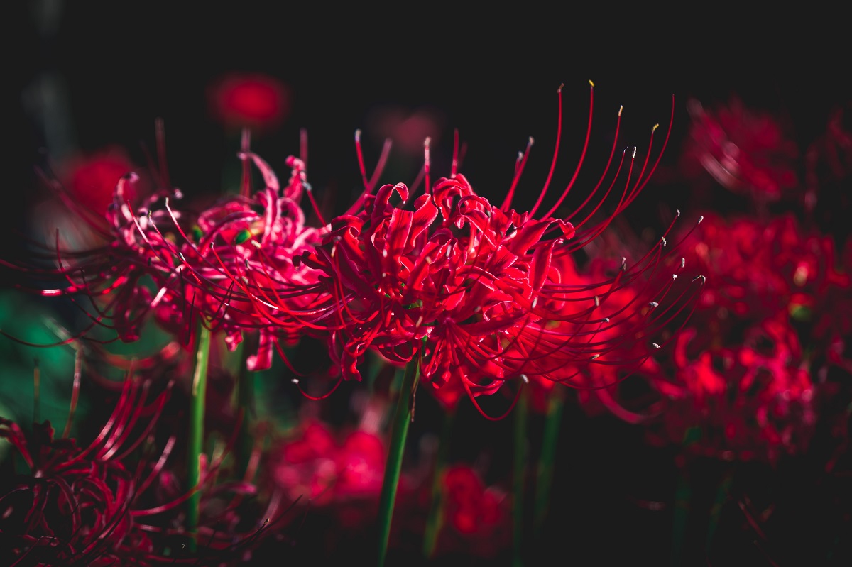 bunga-higanbana bunga-higanbana