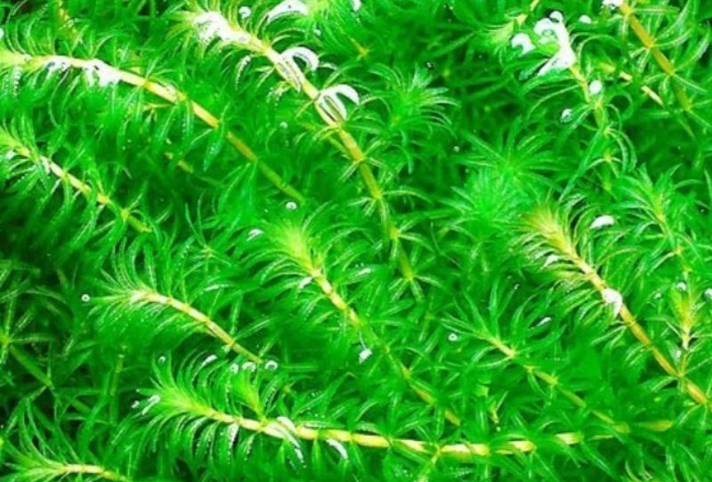 tanaman-hydrilla tanaman-hydrilla