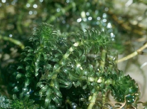 tanaman-hydrilla-verticillata tanaman-hydrilla-verticillata