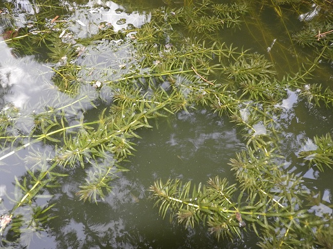 tanaman hydrilla verticillata tanaman hydrilla verticillata