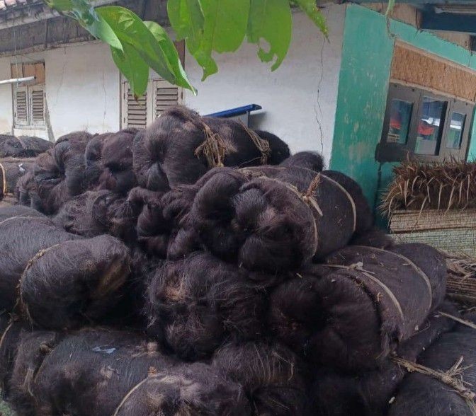 ijuk pohon aren ijuk pohon enau