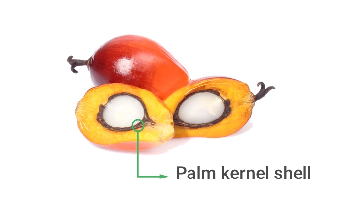 buah sawit biji sawit