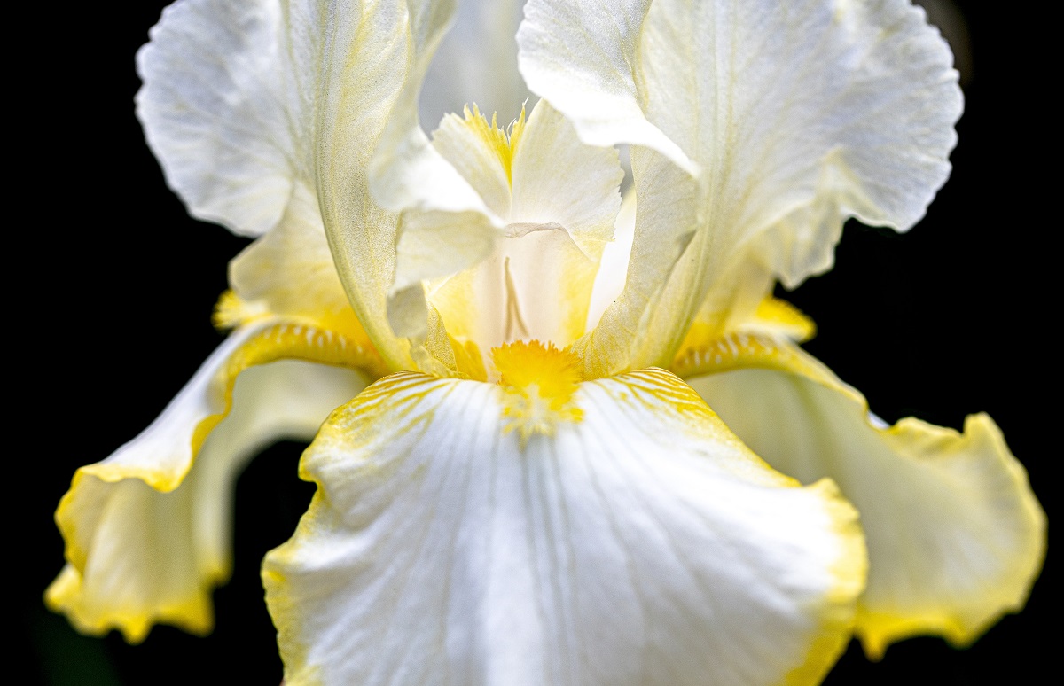 tanaman bunga iris tanaman bunga iris