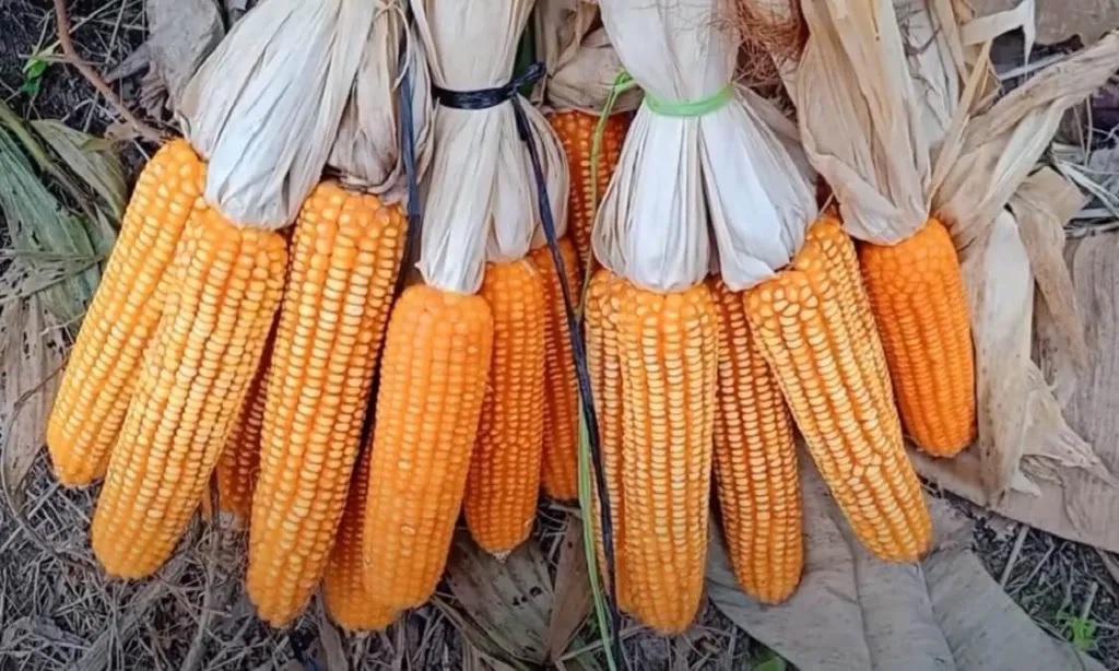 budidaya jagung hibrida jagung hibrida