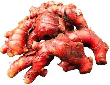 tanaman TOGA - jahe merah tanaman TOGA : jahe merah