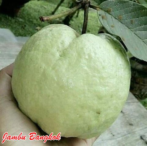 JAMBU BANGKOK JAMBU BANGKOK