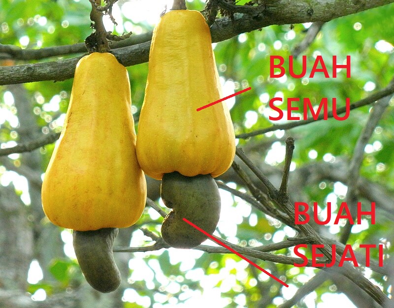 jambu monyet jambu monyet