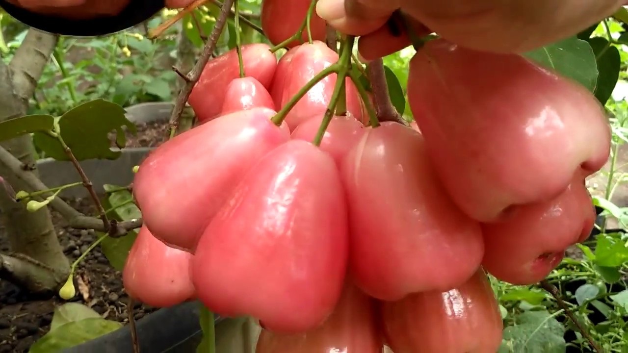 jenis jambu air : jambu air delima jenis jambu air : jambu air delima