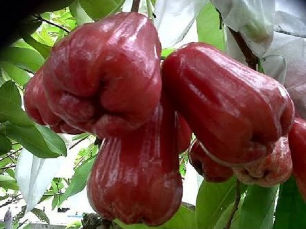 jenis jambu air : jambu madu kesuma merah jenis jambu air : jambu madu kesuma merah
