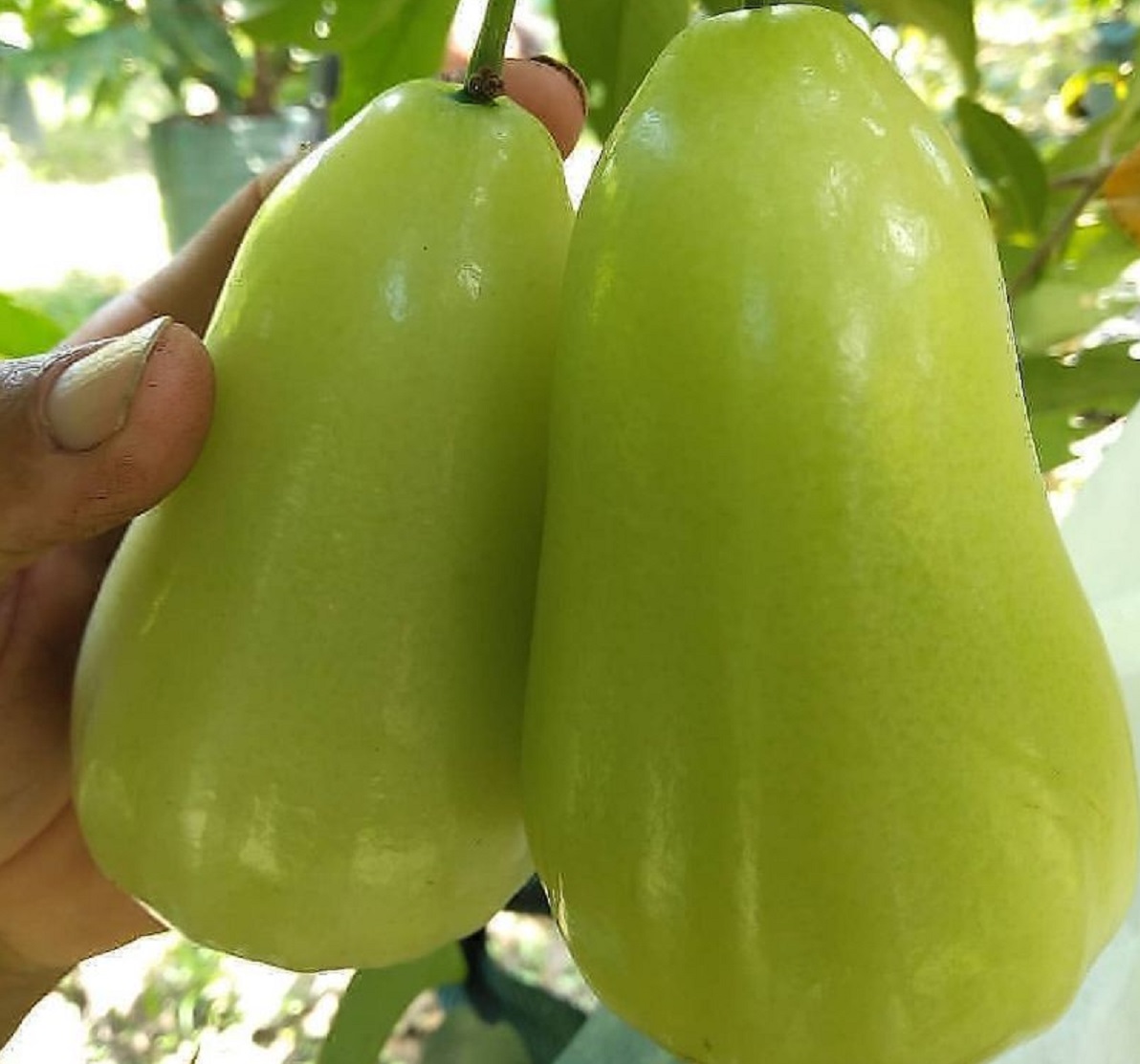 jenis jambu air : jambu madu super green jenis jambu air : jambu madu super green