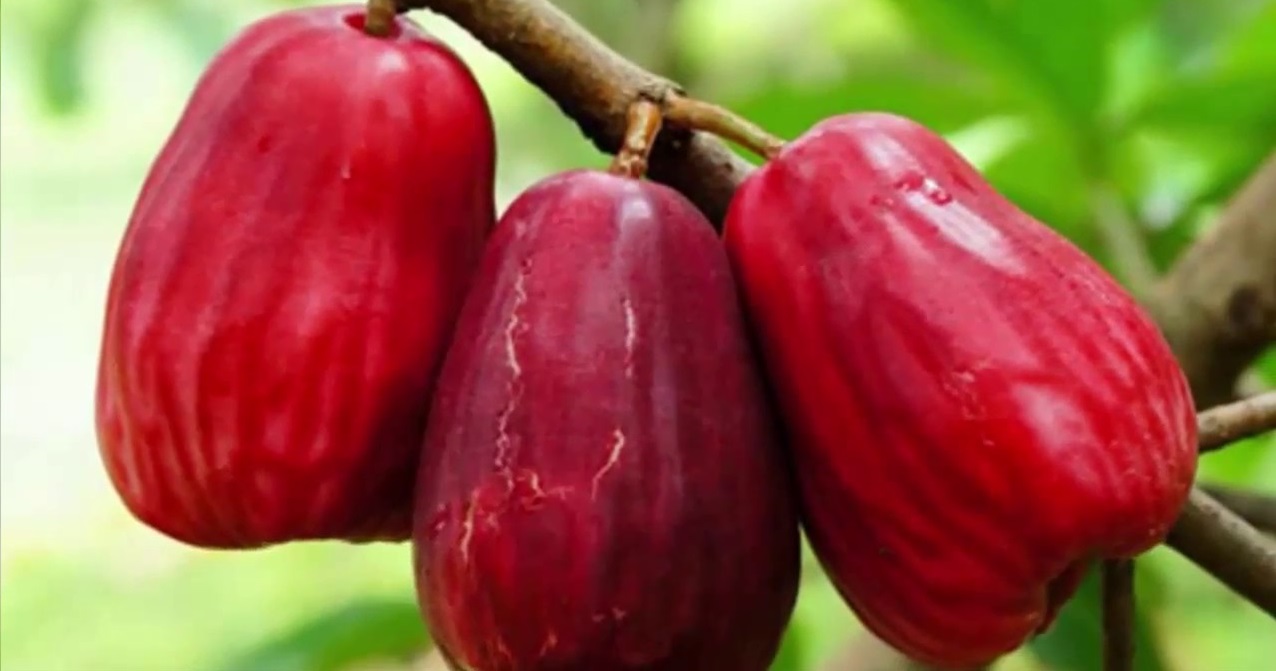 jambu air - jambu bol jambu air - jambu bol