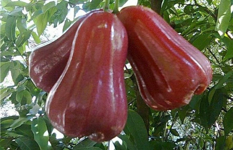 jenis jambu air : jambu air citra jenis jambu air : jambu air citra
