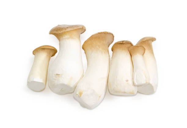 jamur king oyster jamur eringi