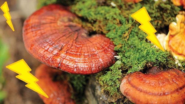 gambar jamur lingzhi jamur lingzhi