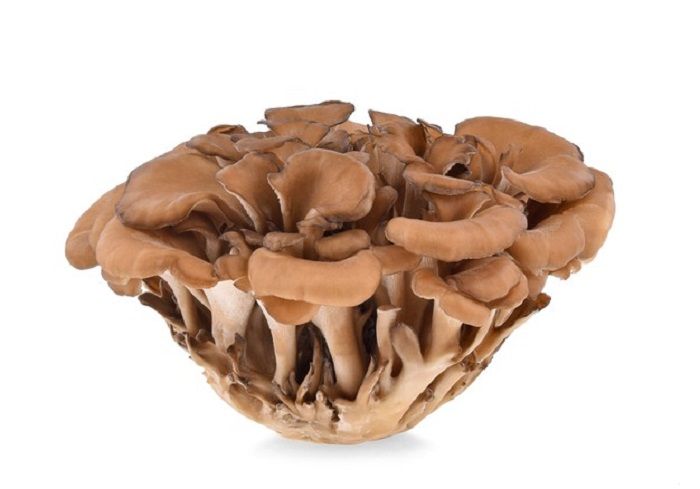 jamur maitake jamur maitake
