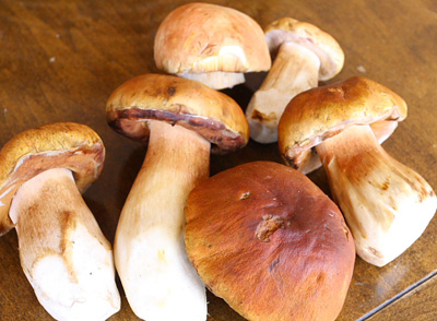 jamur porcini jamur porcini