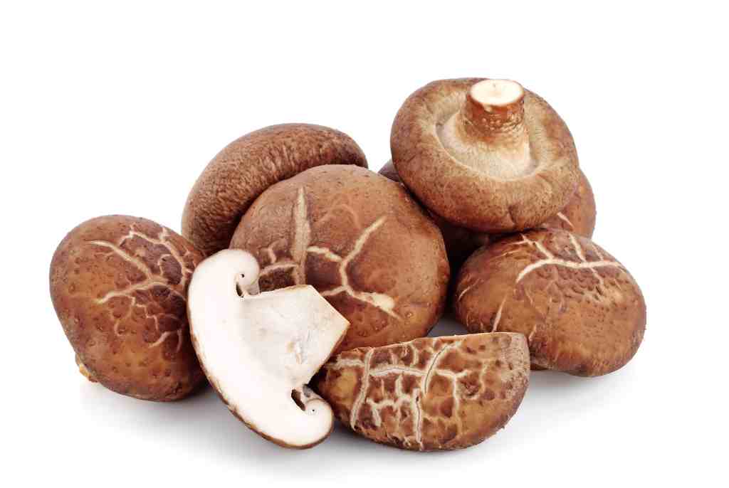 jamur shitake gambar jamur shitake