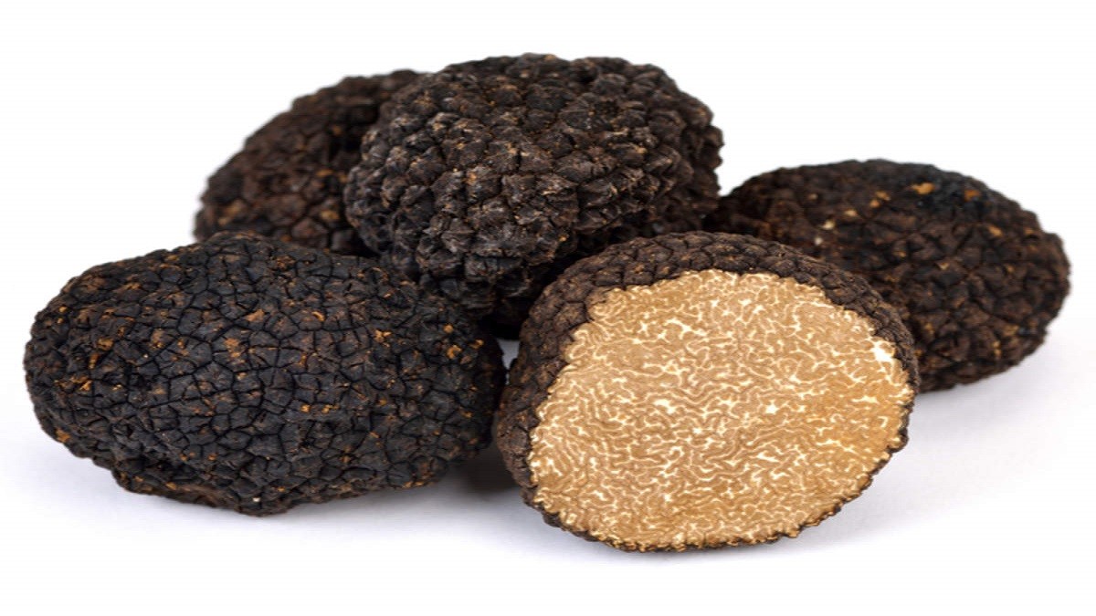 jamur truffle jamur truffle