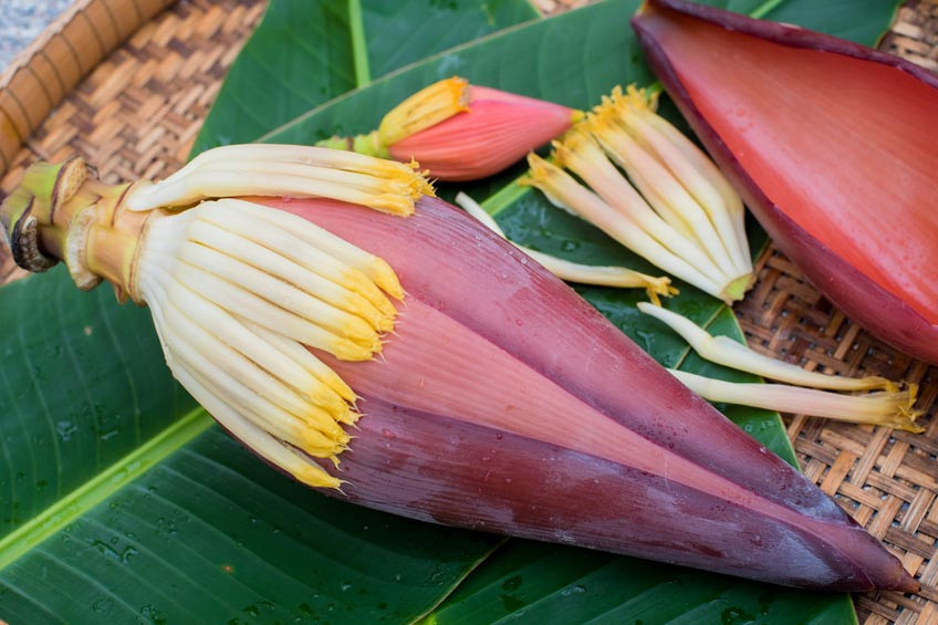 jantung pisang jantung pisang