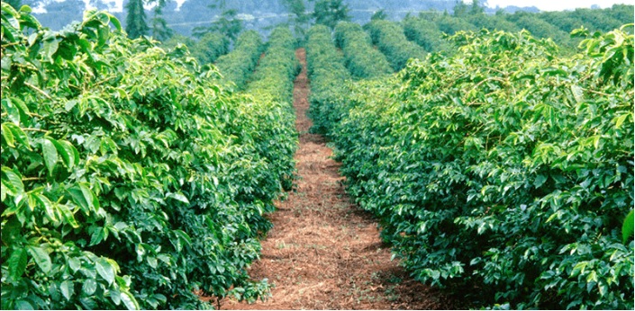 PERKEBUNAN KOPI PERKEBUNAN KOPI