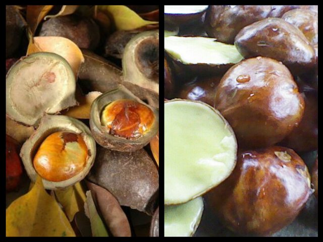 biji jengkol biji jengkol
