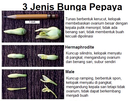 3 jenis bunga pepaya 3 jenis bunga pepaya
