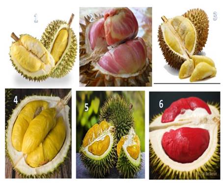 macam macam durian jenis durian