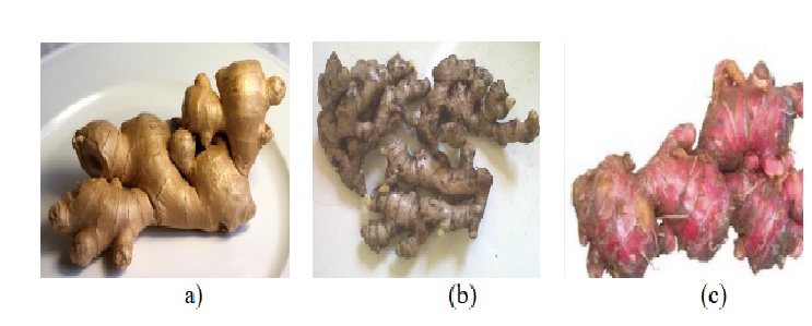 jenis jahe : jahe gajah, jahe empirit dan jahe merah
