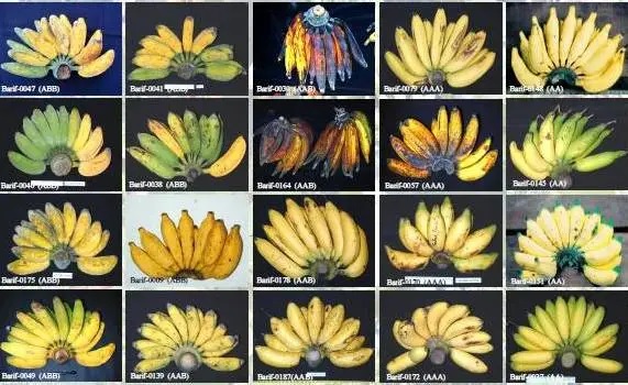 gambar buah pisang gambar buah pisang