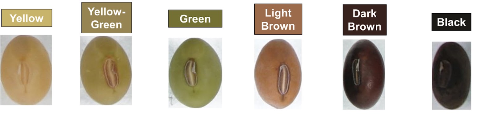 jenis kedelai jenis kedelai