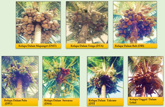 varietas kelapa tinggi varietas kelapa dalam